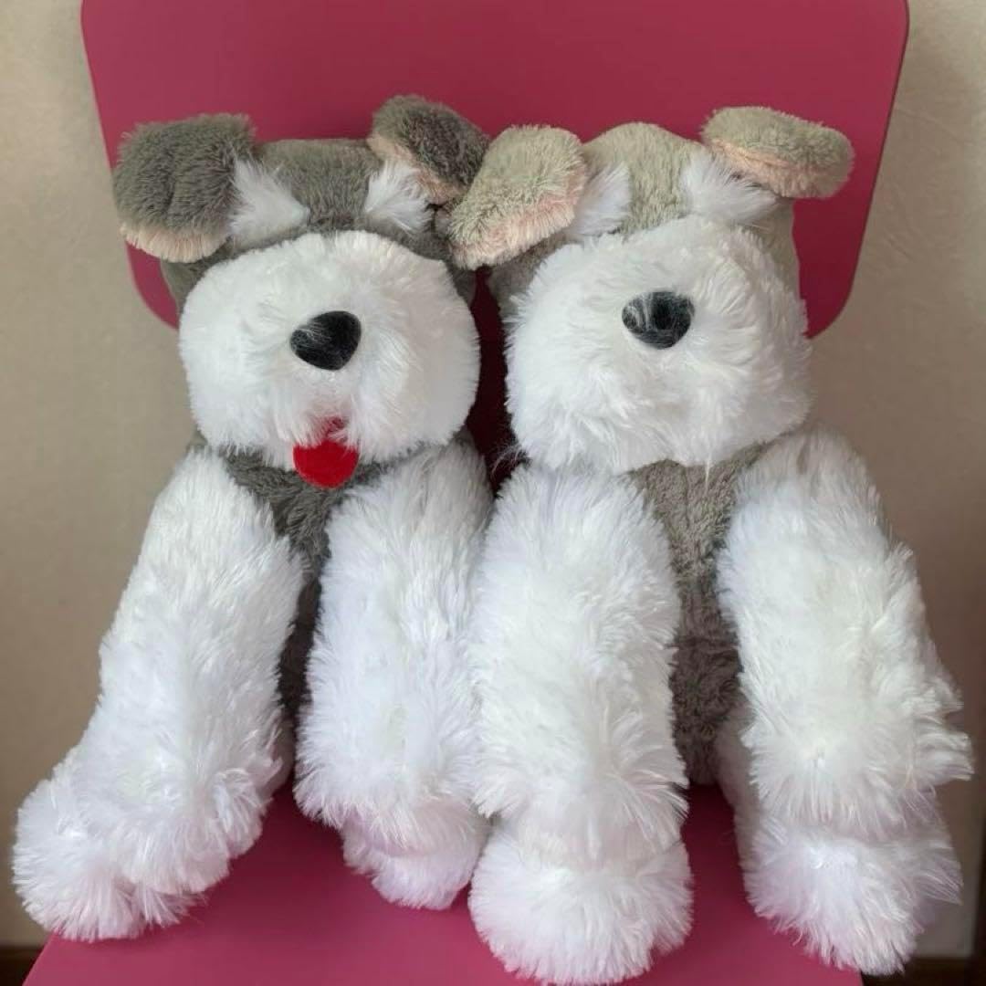 標本　タイリクコーカサス　大型121㎜UP タイリクコーカサス 大型121㎜UP <0824z昆虫標本> ☆ベトナム産